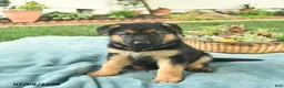 German Shepherd dogs for sale: Izzy  - Ad 3