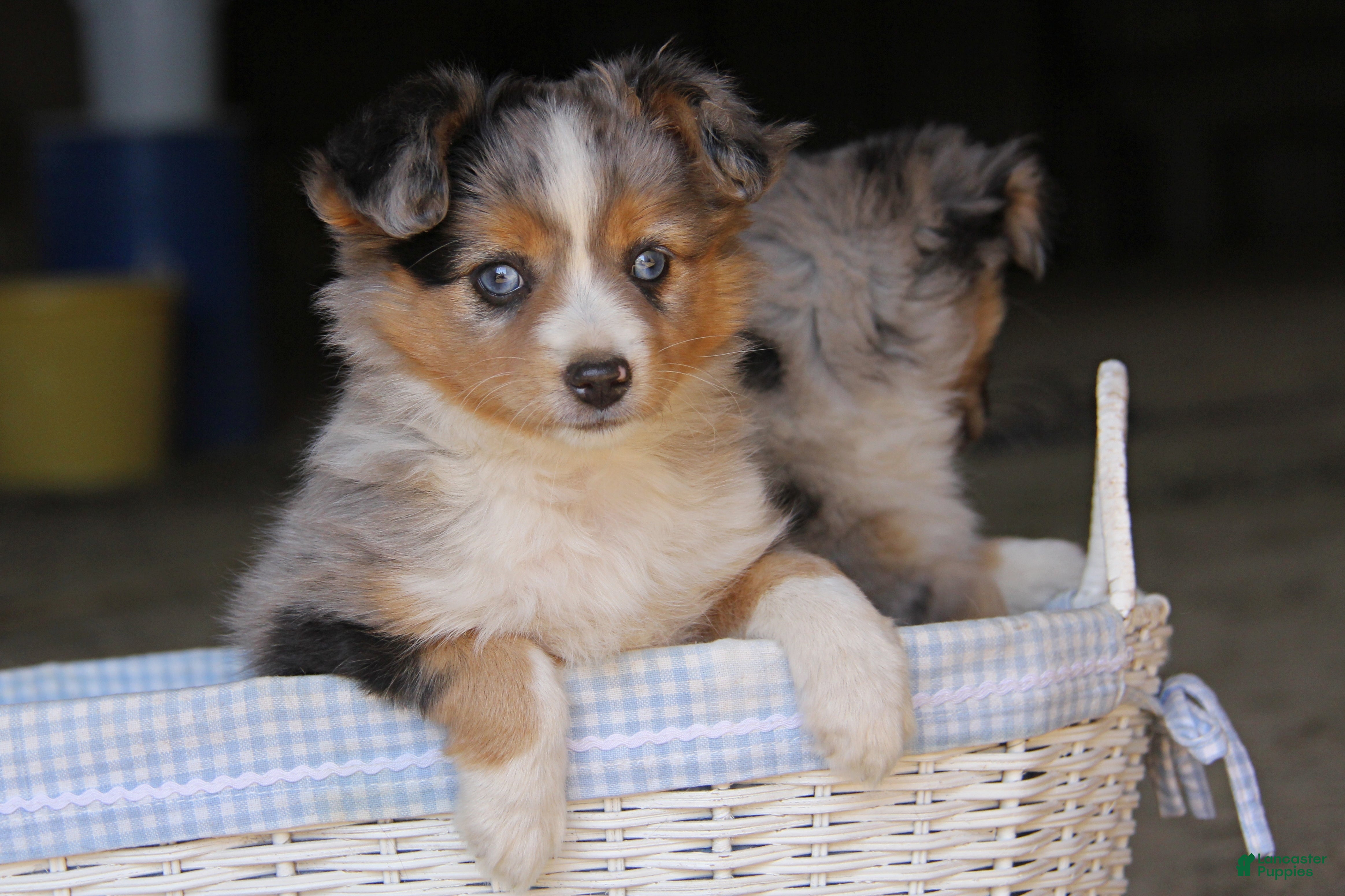 Blue Merle Australian Asdr Puppies Blue Merle Miniature Australian