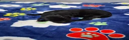 Goldador dogs for sale: Birdie - Ad 2
