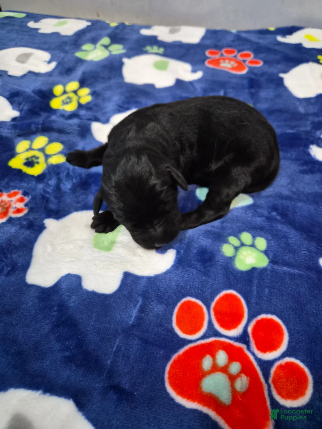 Goldador dogs for sale: Birdie - Ad 2