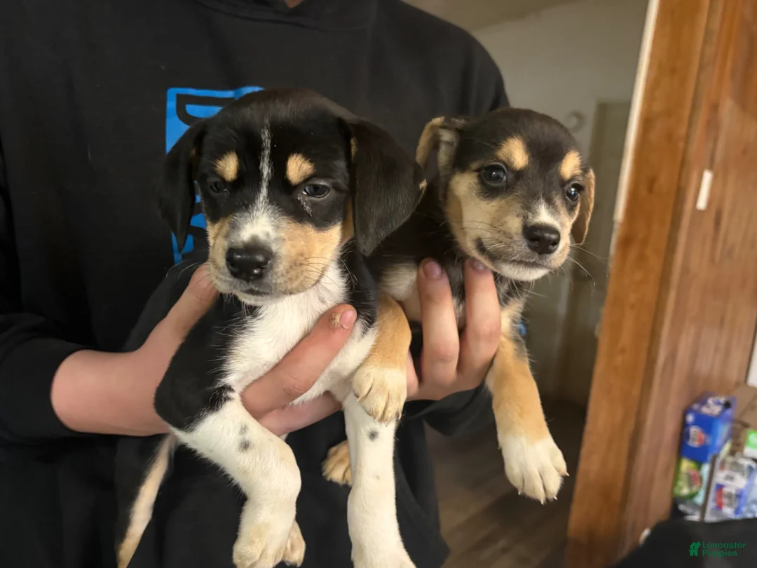 Siberian Husky dogs for stud: 5 cane corso/Siberian husky in Cairo - Ad 2