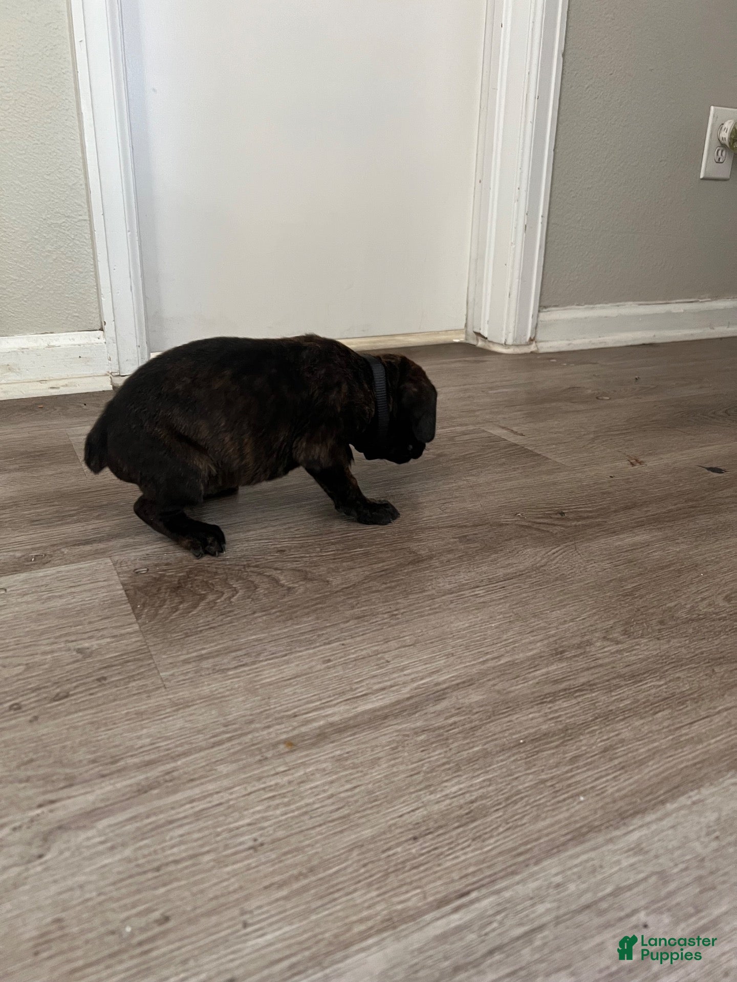 Cane Corso dogs Cane Corso 4 - Ad 2