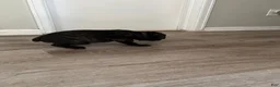 Cane Corso dogs for sale: Cane Corso 4 - Ad 2