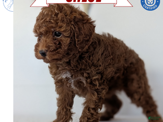 Toy Poodle dogs Chloe - Ad 3