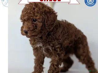 Toy Poodle dogs Chloe - Ad 1