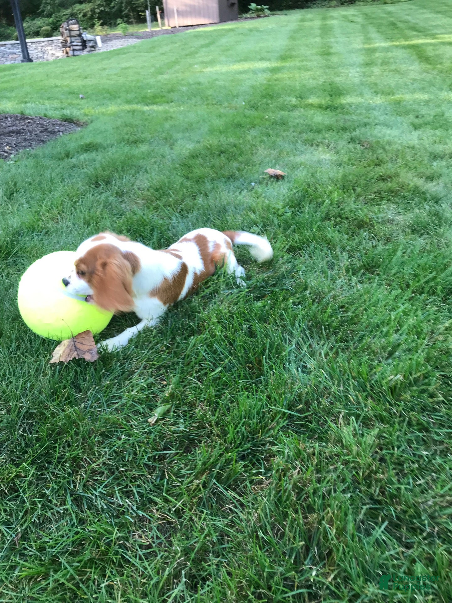 Cavalier King Charles Spaniel dogs Cavalier King Charles Spaniel 1 - Ad 2