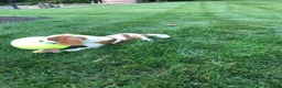 Cavalier King Charles Spaniel dogs for sale: Cavalier King Charles Spaniel 1 - Ad 2