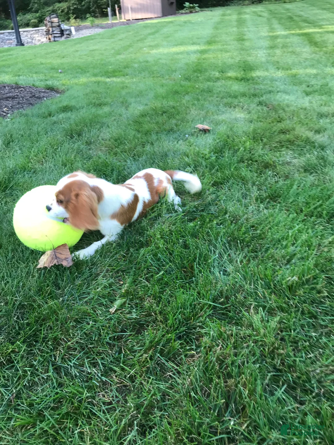 Cavalier King Charles Spaniel dogs for sale: Cavalier King Charles Spaniel 1 - Ad 2