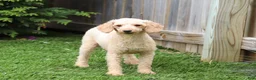 Miniature Poodle dogs for sale: Rambo 🐾 - Ad 7