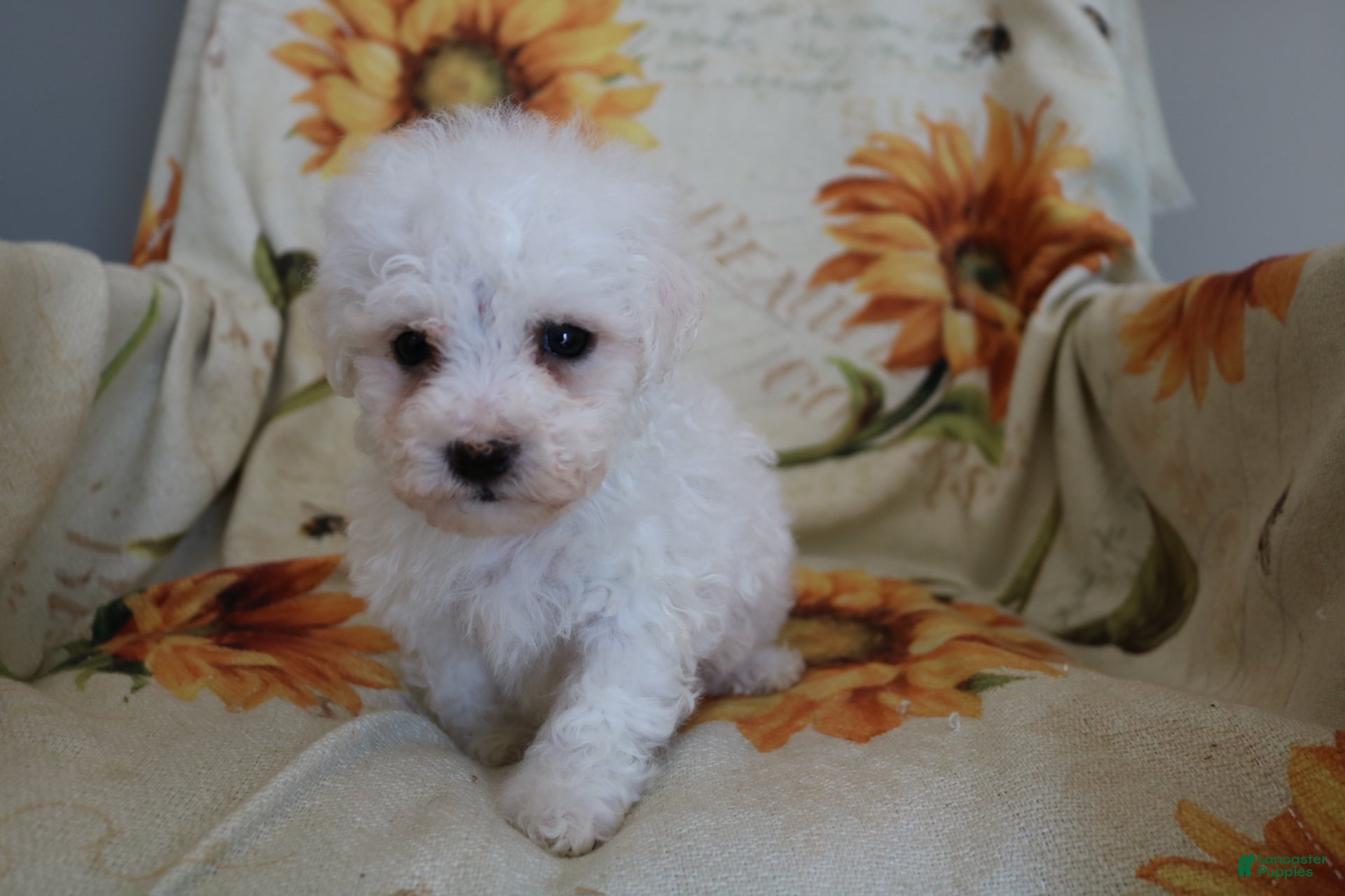 Bichon Frise dogs Buddy  - Ad 1