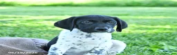 German Shorthaired Pointer dogs for sale: Gus - Ad 3