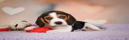 Beagle dogs for sale: OAKLY - Ad 8