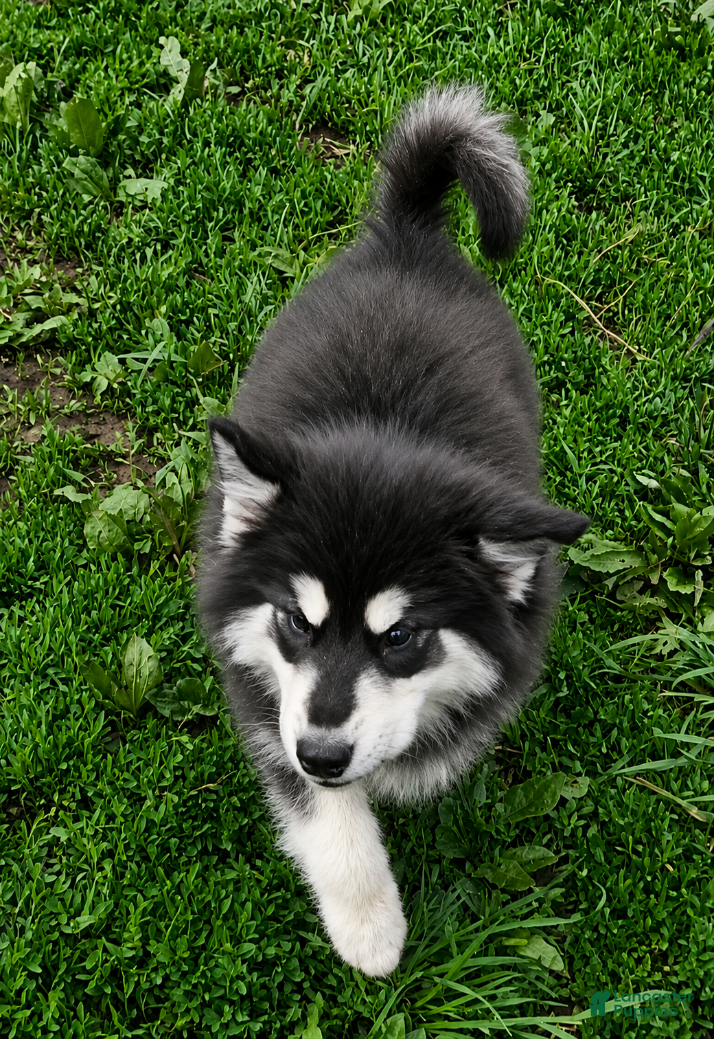 Alaskan Malamute dogs Alaskan Malamute Puppy 3 - Ad 2