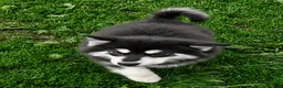 Alaskan Malamute dogs for sale: Alaskan Malamute Puppy 3 - Ad 2