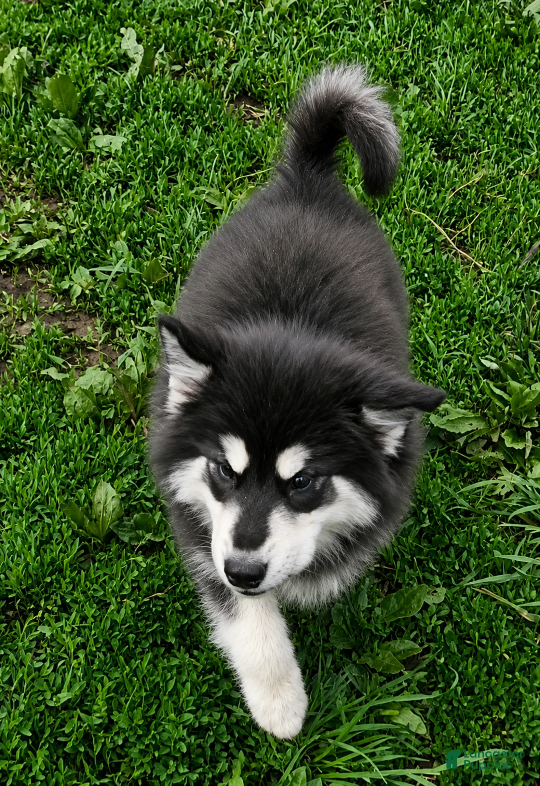 Alaskan Malamute dogs for sale: Alaskan Malamute Puppy 3 - Ad 2