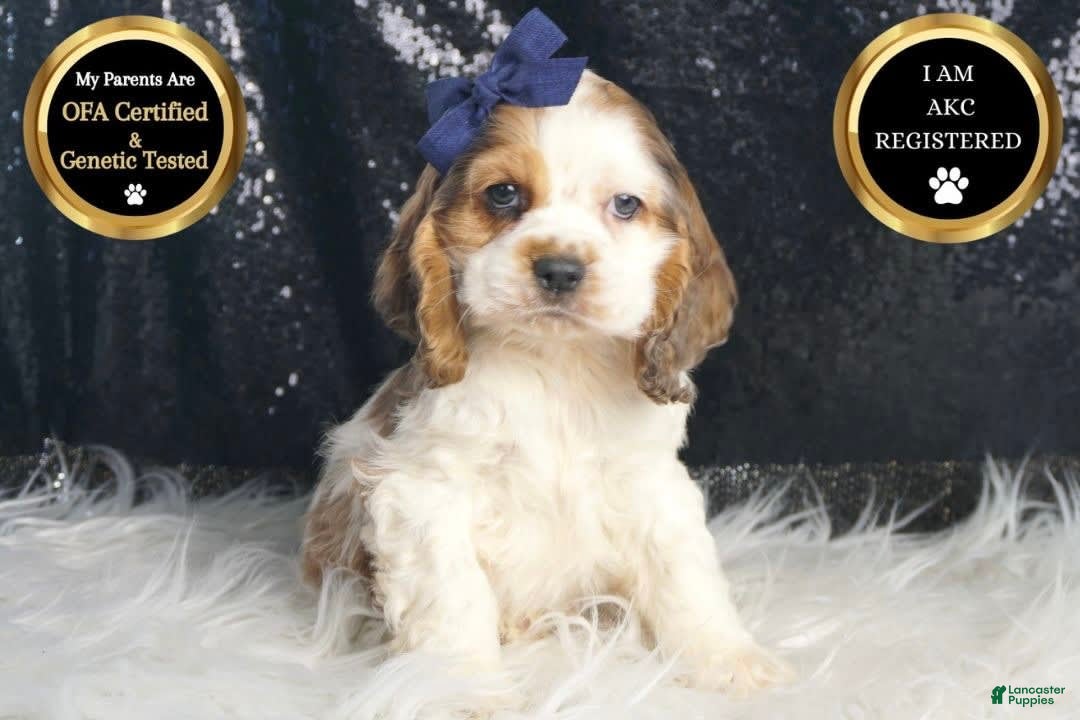 Cocker Spaniel dogs Lucky - Ad 22