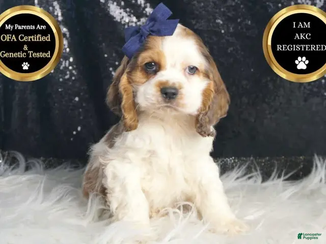 Cocker Spaniel dogs Lucky - Ad 1