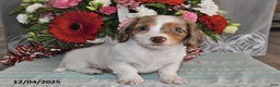 Miniature Dachshund dogs for sale: Chloe - Ad 1