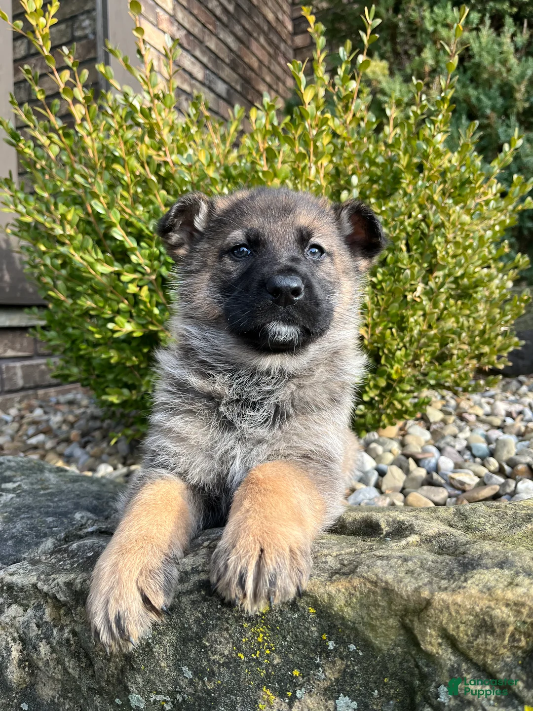 German Shepherd dogs for sale: Paris - Ad 4