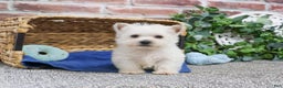 West Highland Terrier dogs for sale: Allister  - Ad 5