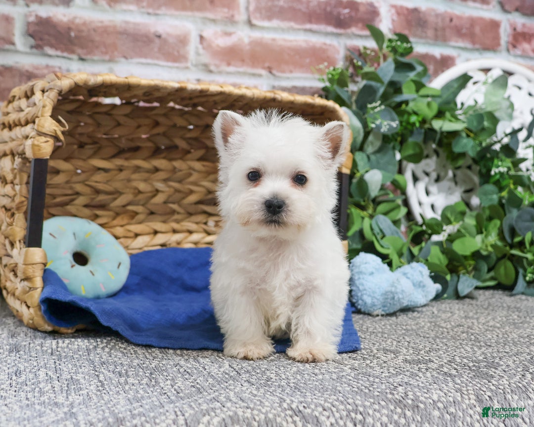 West Highland Terrier dogs for sale: Allister  - Ad 5