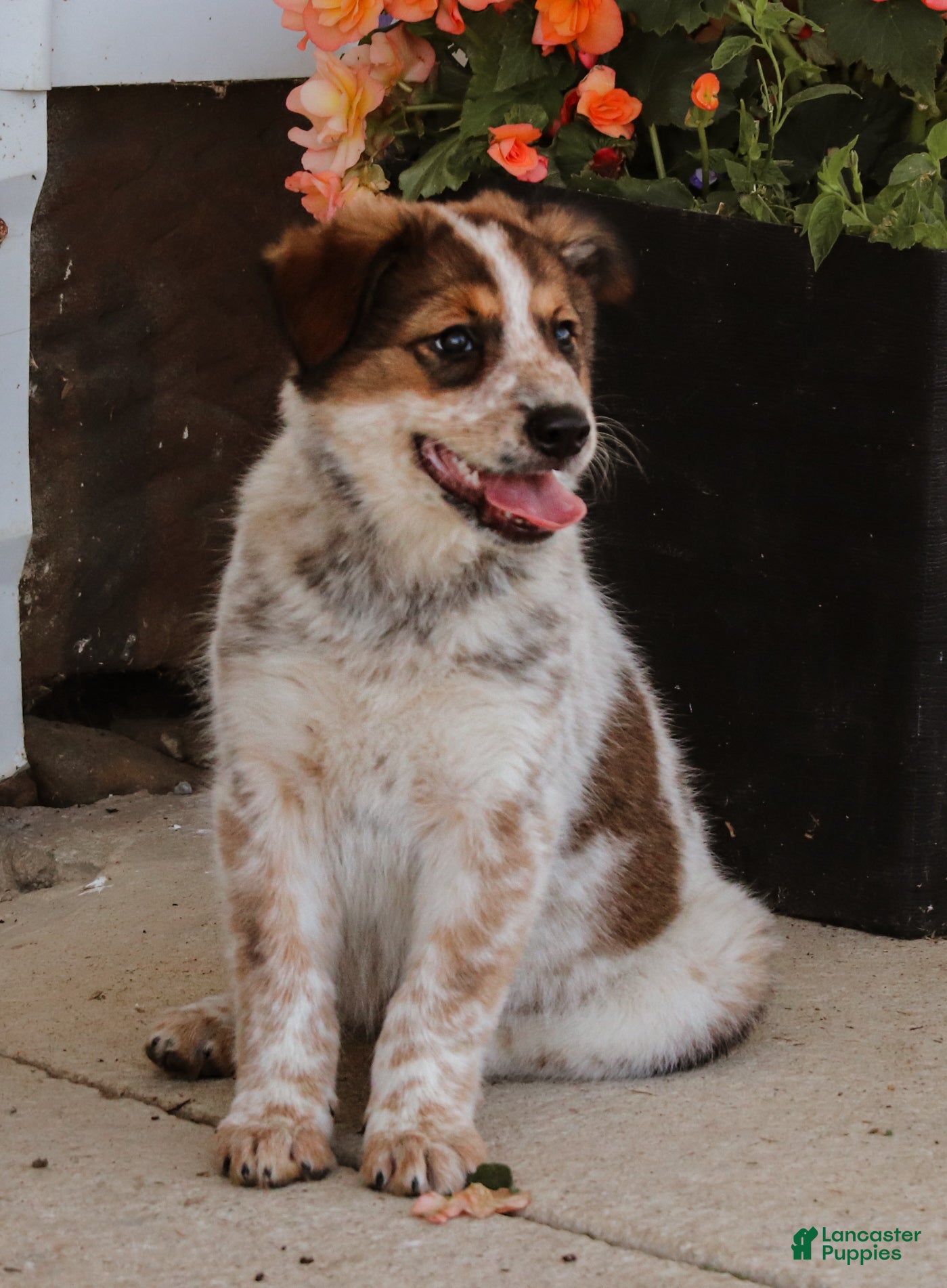 Australian Cattle Dog dogs Shiloh  - Ad 1