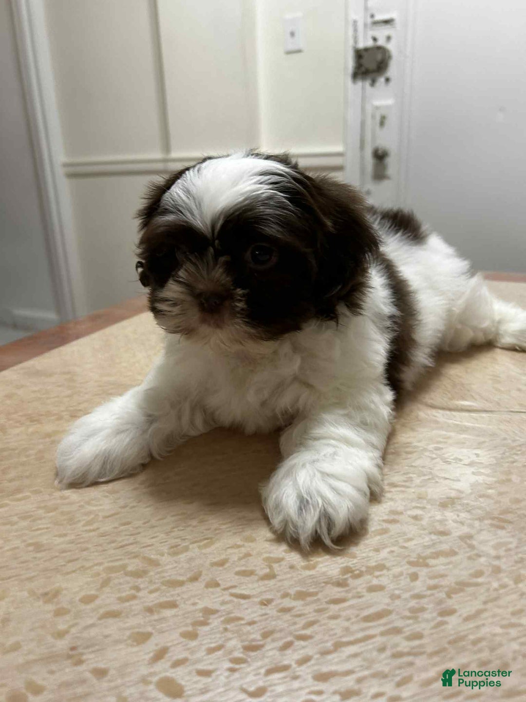 Shih Tzu dogs for sale: Luv - Ad 2