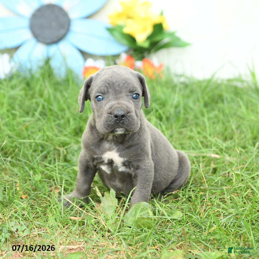 Cane Corso dogs Rookie - Ad 1