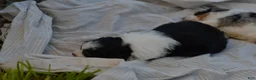 Aussiedoodle dogs for sale: Steak - Ad 13