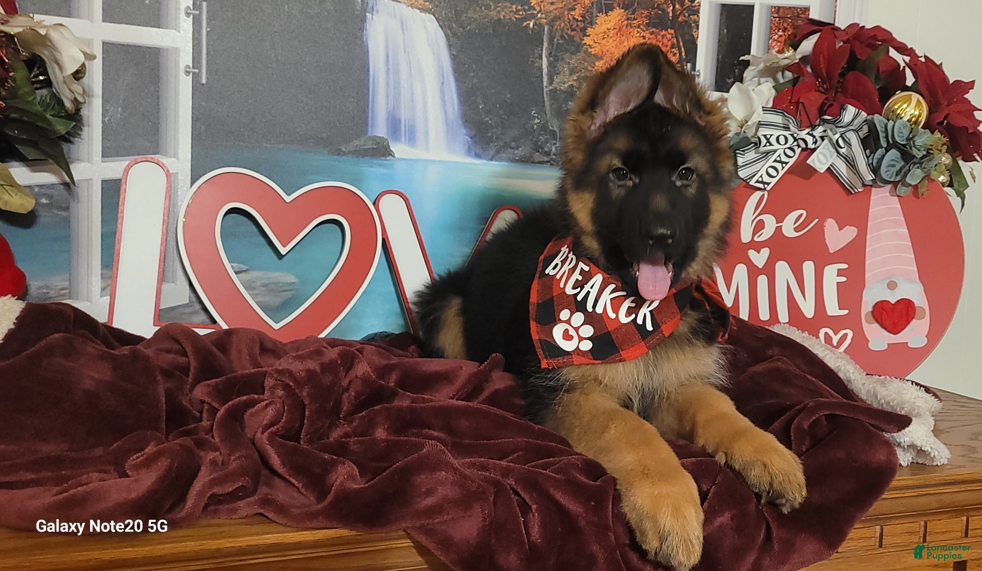 German Shepherd dogs Rudy - Ad 5