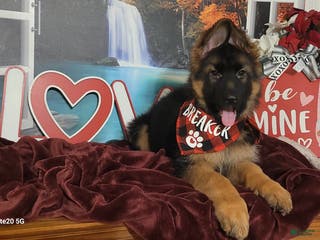 German Shepherd dogs Rudy - Ad 2