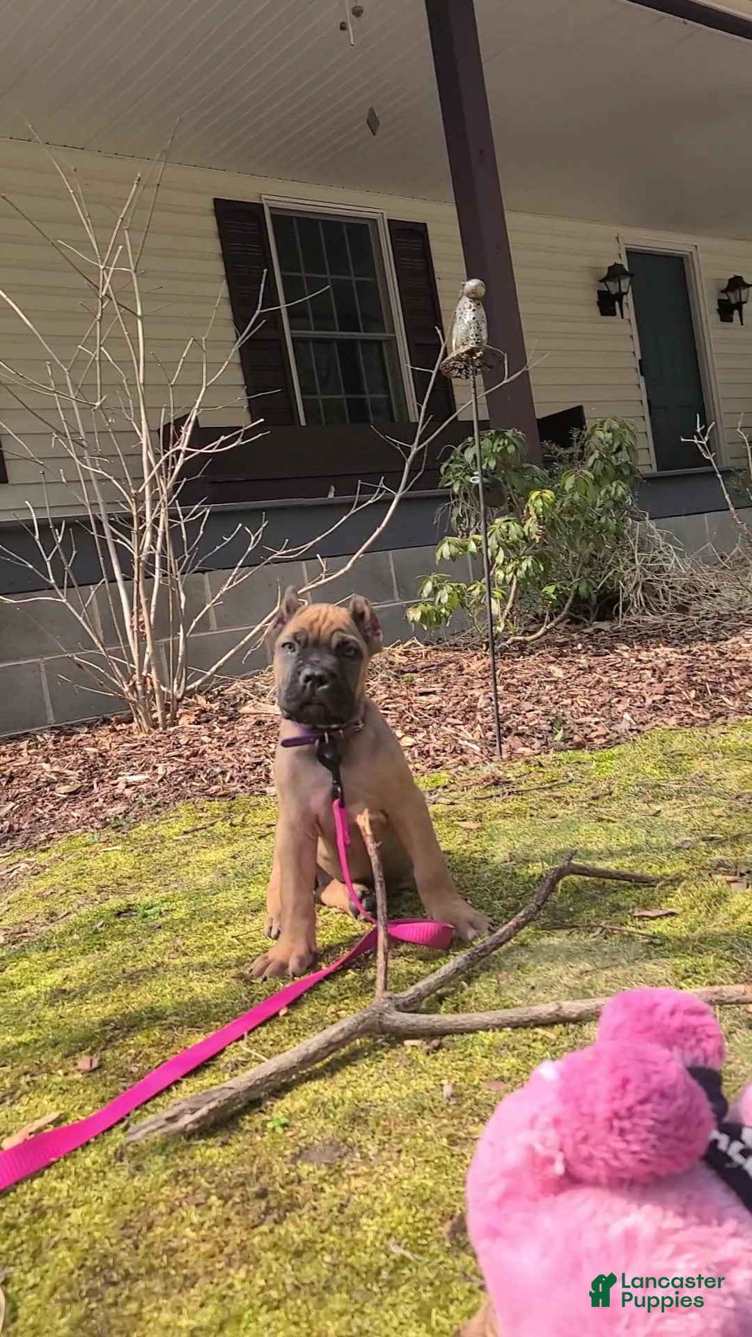 Cane Corso dogs Cane Corso Puppy 5 - Ad 15