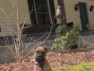 Cane Corso dogs Cane Corso Puppy 5 - Ad 27