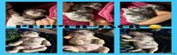 French Bulldog dogs for sale: Pepper Jack - Ad 6