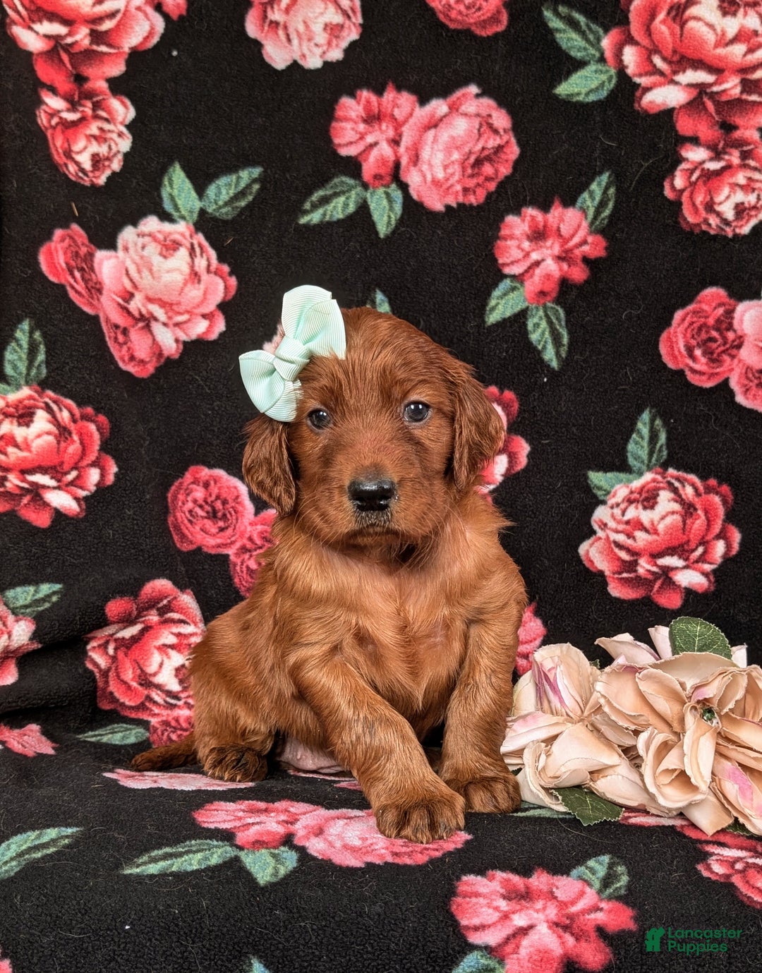 Irish Setter dogs for sale: Diannah - Ad 3