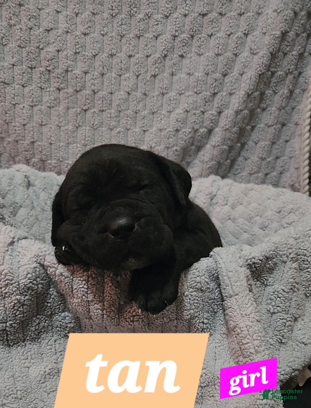 Cane Corso dogs Cane Corso Puppy 5 Tanner - Ad 2