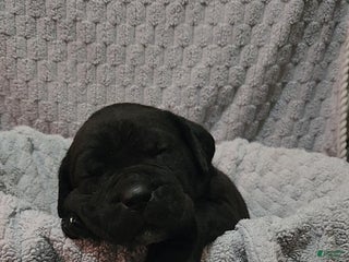 Cane Corso dogs Cane Corso Puppy 5 Tanner - Ad 2
