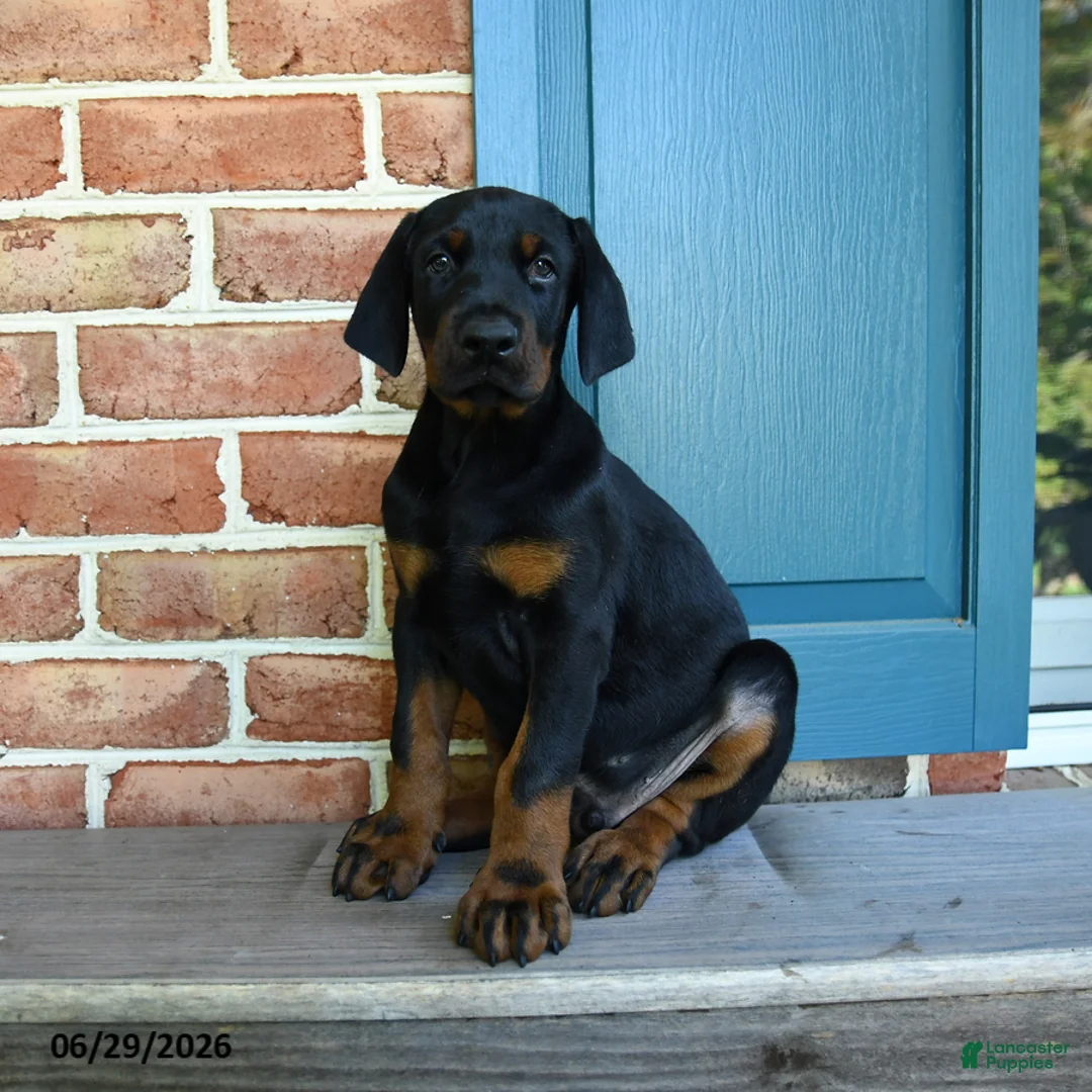Doberman Pinscher dogs for sale: Dex  - Ad 3