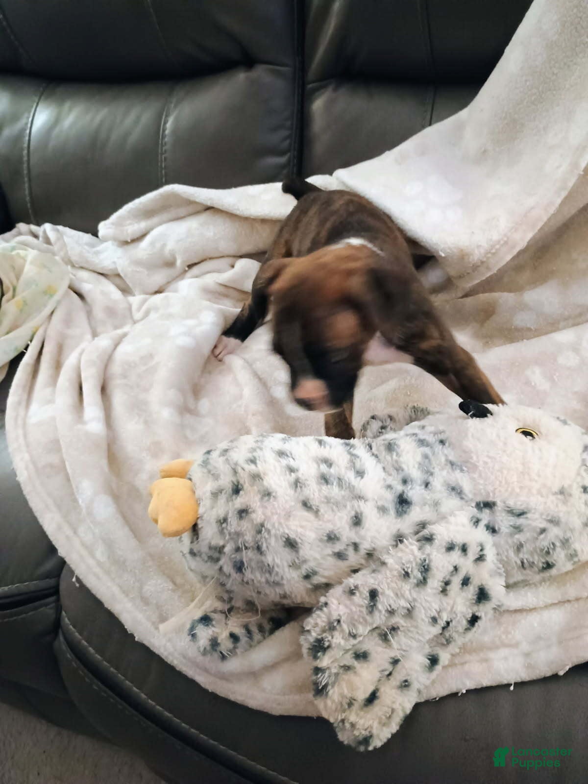 Boxer dogs Mr. McNugget - Ad 1