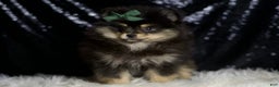 Pomeranian dogs for sale: Bingo - Ad 5