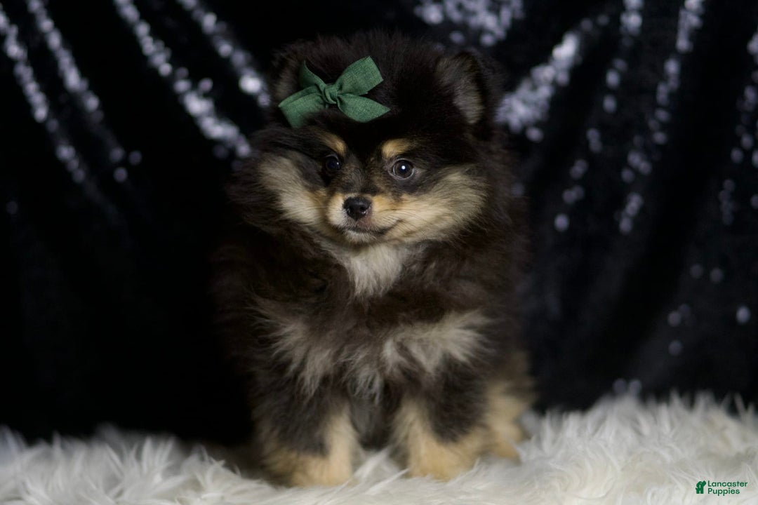 Pomeranian dogs for sale: Bingo - Ad 5