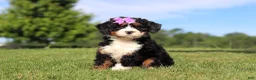 Mini Bernedoodle dogs for sale: Mint - Ad 4