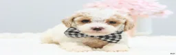 Toy Poodle dogs for sale: Boots - Ad 3