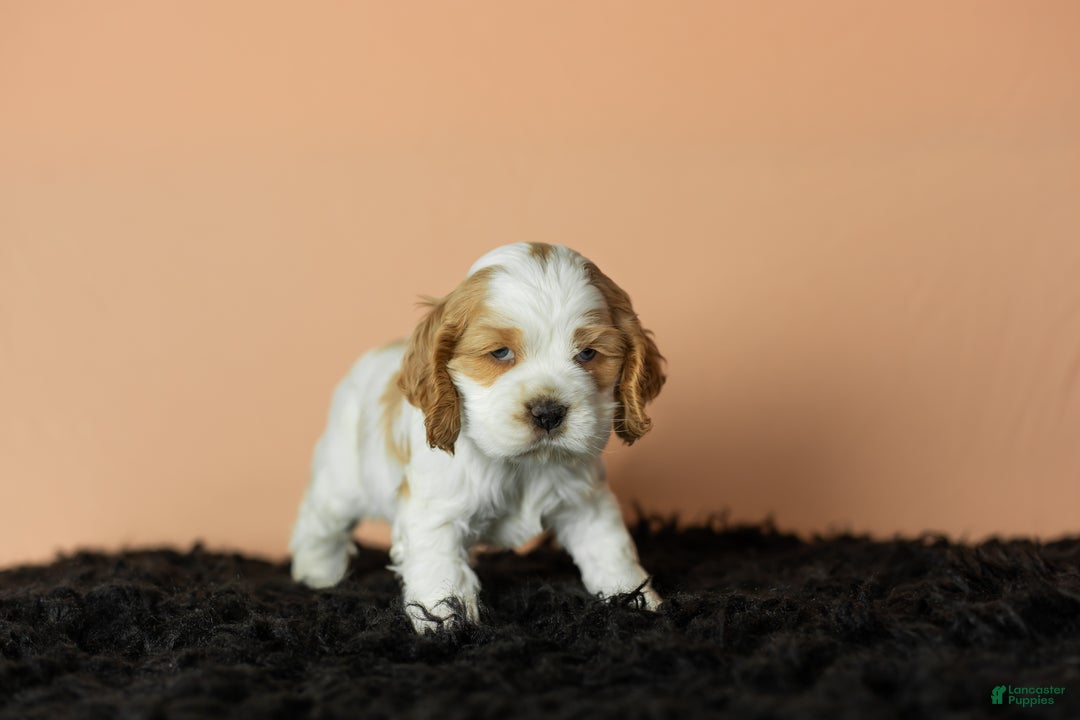 Cocker Spaniel dogs for sale: Gibson - Ad 3