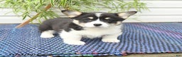 Welsh Corgi Pembroke dogs for sale: Scamp  - Ad 5