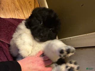 Newfoundland dogs Newfoundland Puppy 3 - Ad 4