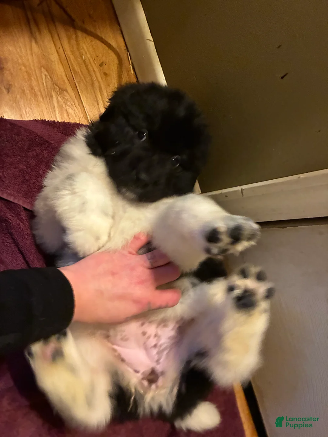 Newfoundland dogs for sale: Newfoundland Puppy 3 - Ad 1