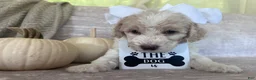 Goldendoodle dogs for sale: Ivory 🤍 - Ad 4