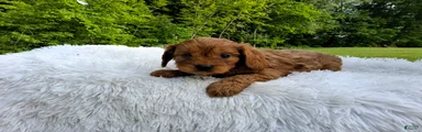 Peanut