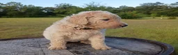 Goldendoodle dogs for sale: Nilla  - Ad 8